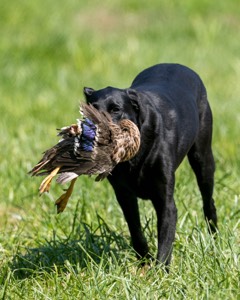 Molly Young