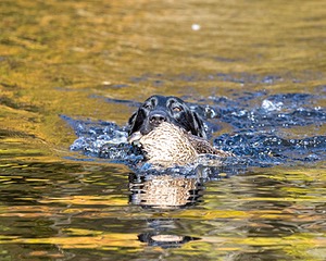River Woodfall
