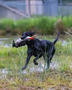 Piper