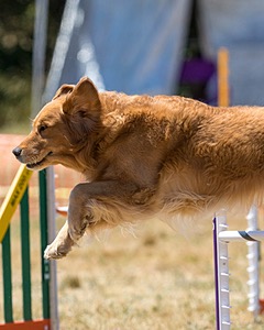 20160618-CCKC-1333.jpg
