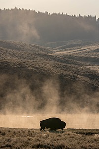 Bison, Yellowstone National Park