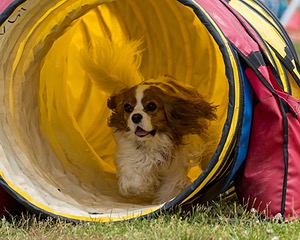 20190616-CCKC-1158.jpg
