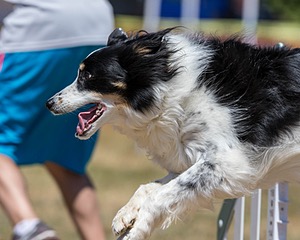 20160619-CCKC-0747.jpg