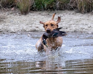 Rooster Johnston