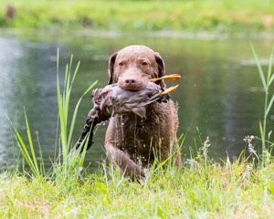 Hunter Law