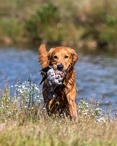 Jasper Pierson