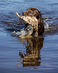 Baker Marsh