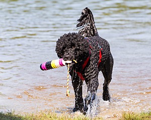 Phelps