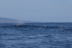 Sperm Whale