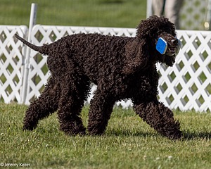 16 - GCH CH Chantico's Shelter From The Storm CD RA MX AXJ MXP2 MJP2 MJPB XF DS (Reef)