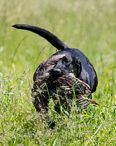 BEAR Krackow
