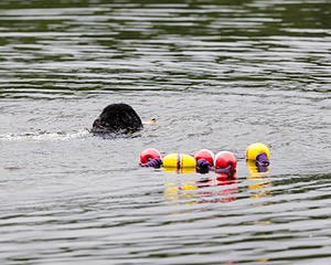 Darwin