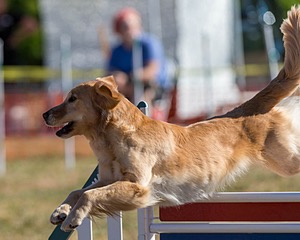 20160618-CCKC-0090.jpg