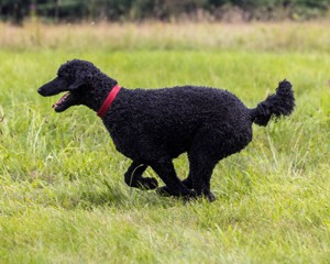 Hugo