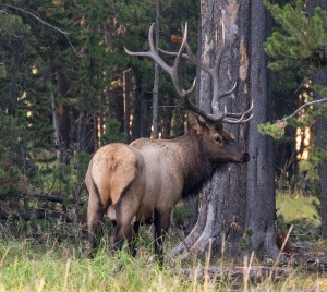 Elk, Yellowstone National Park