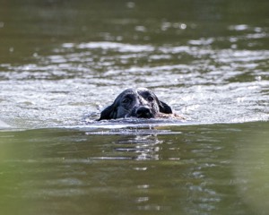 Jett