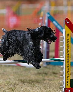 20150614-CCKC-1805.jpg