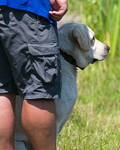 Beau Hamm