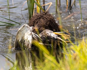 Ghillie Kezer