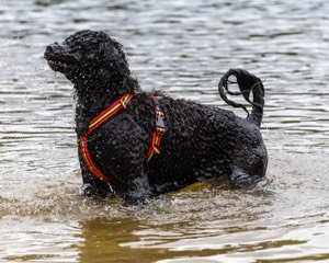 Ziva Hyres