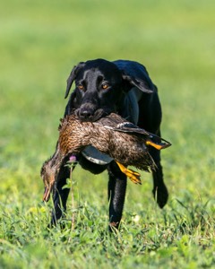20150912-SHRL-0017.jpg