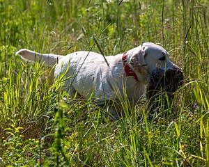 Henry