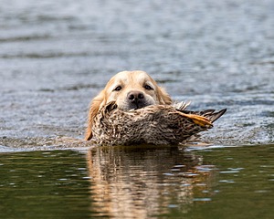Ghillie Deresienska