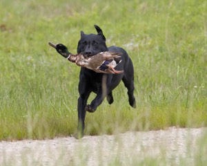 20080531-HRL-0282.jpg