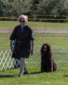 GCH CH CASTLEHILL'S RAMBLIN' RAFAEL O'CRISPIN BN (Rafi)