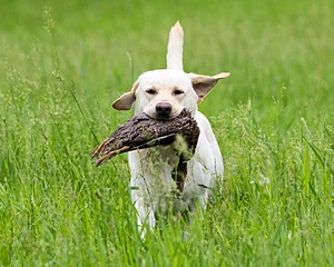 Goose