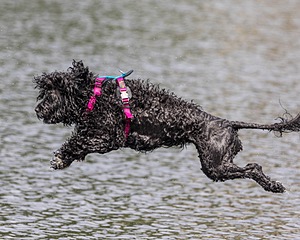 "Mistral" & Tobi-Ann