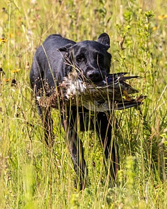 Bolt Sboro