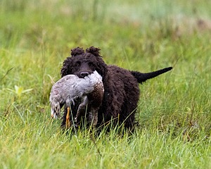 Ghillie Kezer