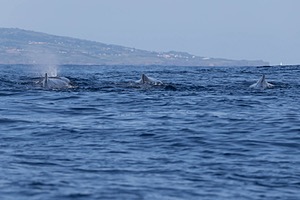 Sperm Whale