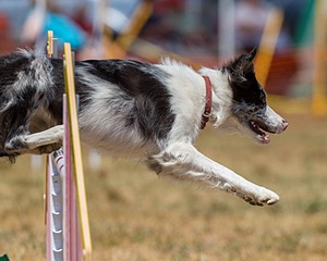 20160619-CCKC-1070.jpg