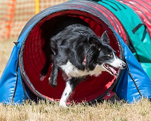 20160619-CCKC-0481.jpg