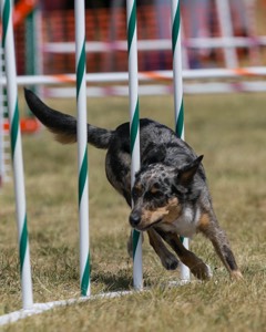 20150614-CCKC-1754.jpg