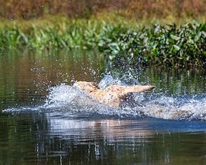 Eli Scheno