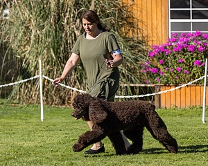 11 - GCH CH BREKKON'S FIRST MARK BN RN CGC TKN