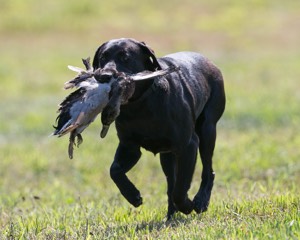 Moose Planty
