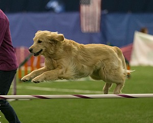 Caddy Scotti