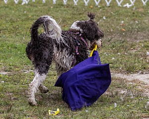 Tillie Lattrell