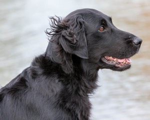 Onyx