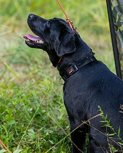 Moxie