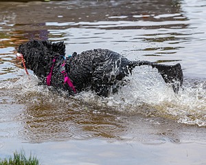 "Mistral" & Tobi-Ann
