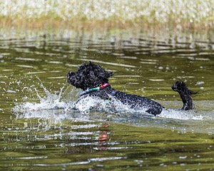 Gabi Robinson