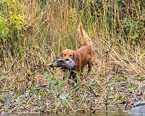 Huckleberry
