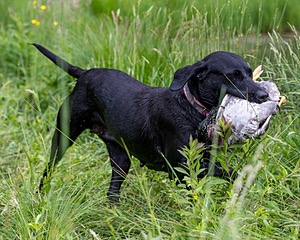 20170603-SHRW-2031.jpg