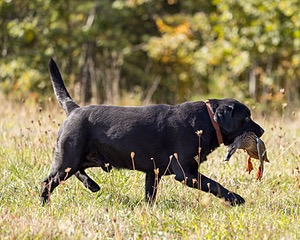 Gypsybog's Nolichucky Bend JH CC "Crockett"