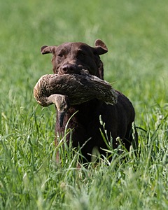 Kuma Zajchowski